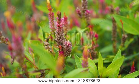 Soft Focus Of Pink Celosia Flowers Blooming With Sun Shining In The Garden, Ecological Concept (wool