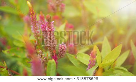 Soft Focus Of Pink Celosia Flowers Blooming With Sun Shining In The Garden, Ecological Concept (wool