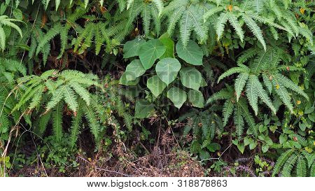 Ferns Leaves Green As A Background, Ground Cover Plants, Beautiful Green Ferns Leaves In A Forest (p