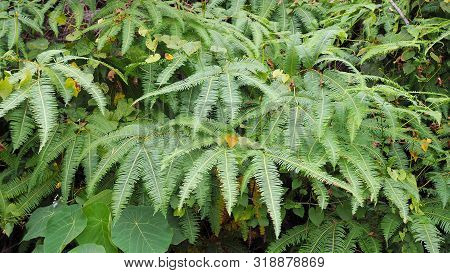 Ferns Leaves Green As A Background, Ground Cover Plants, Beautiful Green Ferns Leaves In A Forest (p