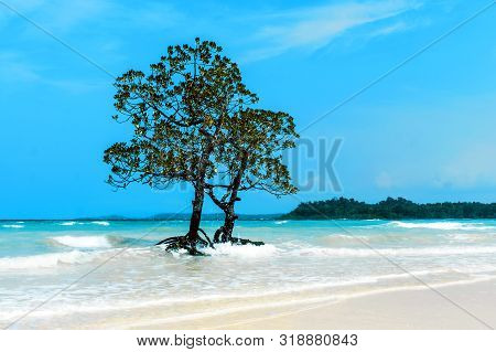 Mangrove Tree Islet Viewed From The Water Surface, Bocas Del Toro, Caribbean Sea, Panama