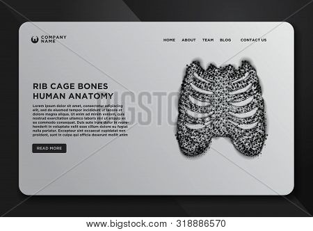 Web Page Design Templates Collection Of Thorax- Ribs, Sternum, Clavicle, Scapula, Vertebral Column. 