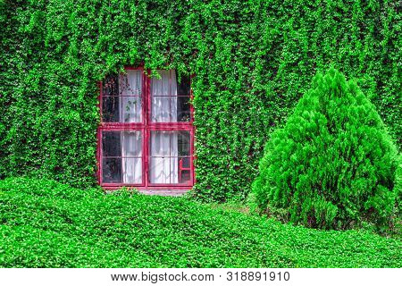 Closeup Of Vintage House Covered By Green Ivy Climbing Plant. Red Window With Coatbuttons Plant Wall