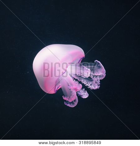 purple jellyfish rhizostoma pulmo underwater