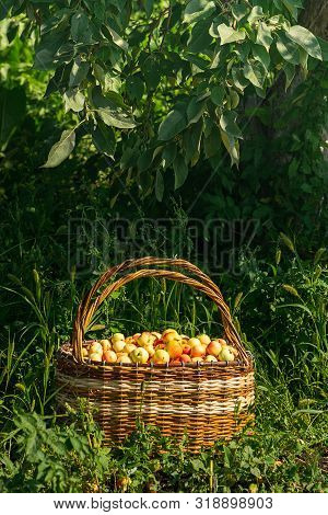 Fresh Ripe Organic Apples In A Large Wicker Basket On Green Grass Outdoors. Autumn And Summer Harves