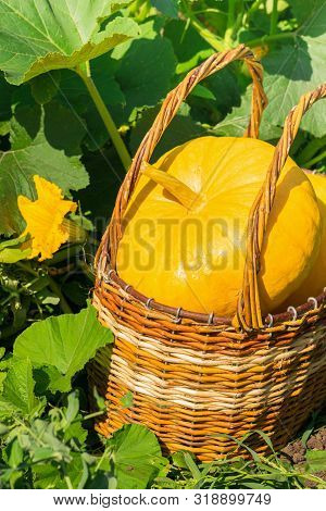 Fresh Ripe Organic Pumpkins Wicker Basket On Green Grass Outdoors. Autumn And Summer Harvest Concept