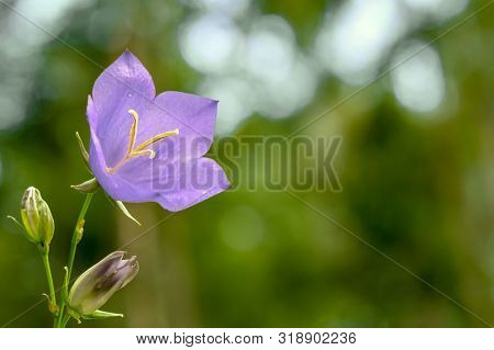 Flower Blue Campanula On The Edge Of The Forest. Beautiful Wild Flower Closeup With Copy Space