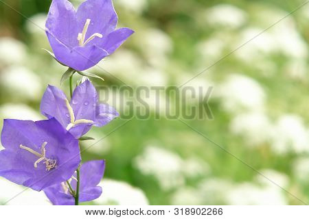 Flowers Blue Campanula On The Edge Of The Forest. Beautiful Wild Flower Closeup With Copy Space