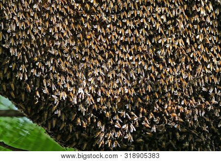 Closeup Huge Beehive Of Giant Honey Bees On A Branch, Selective Focus