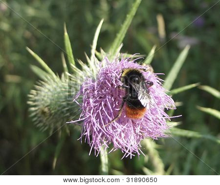Bumblebee On Thistle