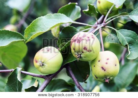 Apples In The Garden Covered With Spots. Disease Of Apple Trees