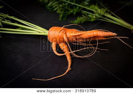 A Strange Funny-shaped Carrot With Tops On A Dark Background. Vegetable Crop Concept. Minimalism, To