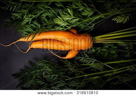 A Strange Funny-shaped Carrot With Tops On A Dark Background. Vegetable Crop Concept. Minimalism, To