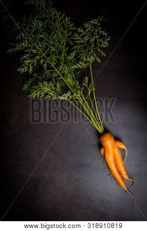 A Strange Funny-shaped Carrot With Tops On A Dark Background. Vegetable Crop Concept. Minimalism, To