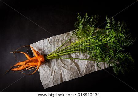 A Strange Funny-shaped Carrot With Tops On A Dark Background. Vegetable Crop Concept. Minimalism, To