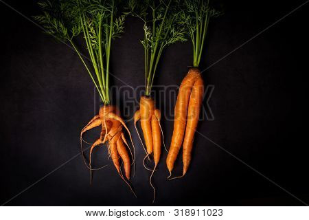A Strange Funny-shaped Carrot With Tops On A Dark Background. Vegetable Crop Concept. Minimalism, To