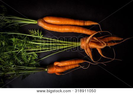 A Strange Funny-shaped Carrot With Tops On A Dark Background. Vegetable Crop Concept. Minimalism, To