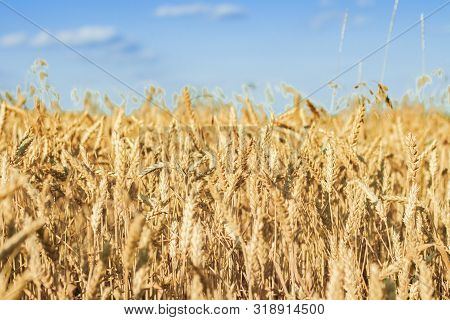 Ears Of Wheat Or Barley On The Field. Good Harvest Concept, Cereals, Natural Product
