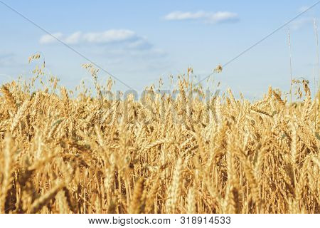 Ears Of Wheat Or Barley On The Field. Good Harvest Concept, Cereals, Natural Product