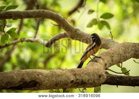 The Rufous Treepie (dendrocitta Vagabunda) Sitting On Branch And Screaming, Native To The Indian Sub
