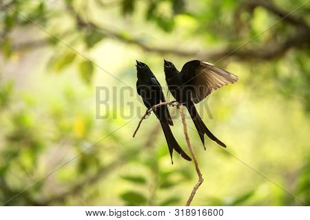 Couple Of Black Drongos (dicrurus Macrocercus) Sitting On Branch And Screaming Or Singing, Native To