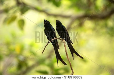 Couple Of Black Drongos (dicrurus Macrocercus) Sitting On Branch And Screaming Or Singing, Native To