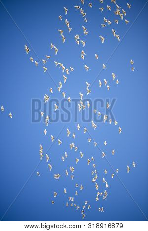 Flock Of Corella Birds.