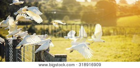 Flock Of Corella Birds.