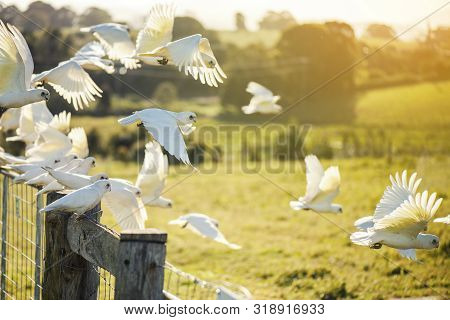 Flock Of Corella Birds.
