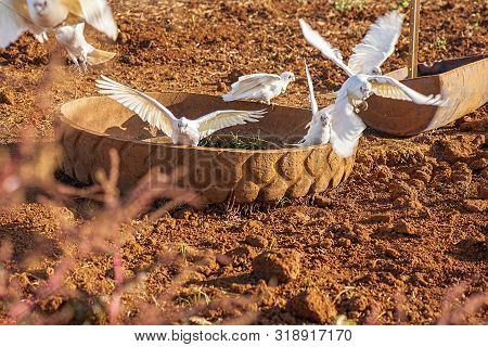 Flock Of Corella Birds.