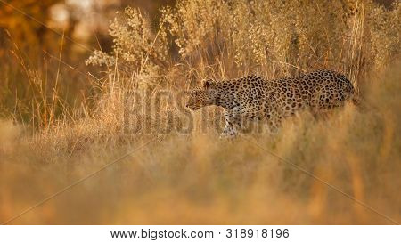 African Leopard Female Pose In Beautiful Evening Light. Amazing Leopard In The Nature Habitat. Wildl