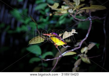 Kingfisher On Tree Branch At Night Bako National Park Borneo Malaysia