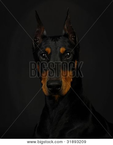 doberman pinscher หัวโปรไฟล์ - หญิง 3 ปี