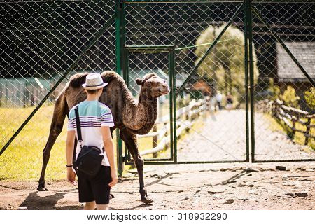 Tourist Man Walk In Europe Zoo With Camel. Animals In Captivity
