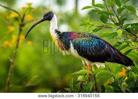 Portrait Of A Straw Necked Ibis In The Early Morning Sun