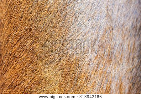 Cow Leather Texture Closeup Background Bakdrop Brown