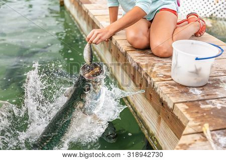 Girl hand feeding tarpons in Marina of Key West, Florida. USA tourist attraction lifestyle activity.