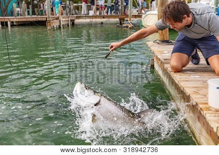 Feeding Tarpon at Famous tourist attraction in Islamorada, Florida Keys, USA summer travel tourism holiday.