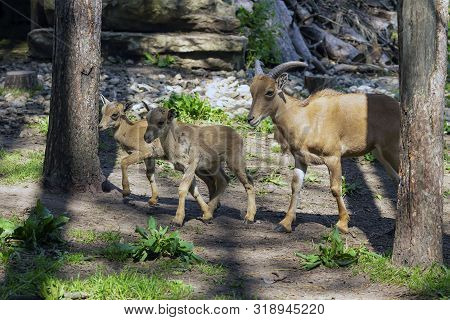 Barbary Sheep (ammotragus Lervia) Or Aoudad Is A Species  Native To Rocky Mountains In North Africa.