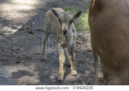 Barbary Sheep (ammotragus Lervia) Or Aoudad Is A Species  Native To Rocky Mountains In North Africa.