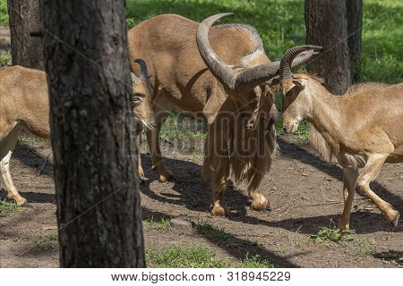Barbary Sheep (ammotragus Lervia) Or Aoudad Is A Species  Native To Rocky Mountains In North Africa.