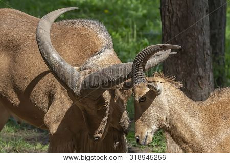 Barbary Sheep (ammotragus Lervia) Or Aoudad Is A Species  Native To Rocky Mountains In North Africa.
