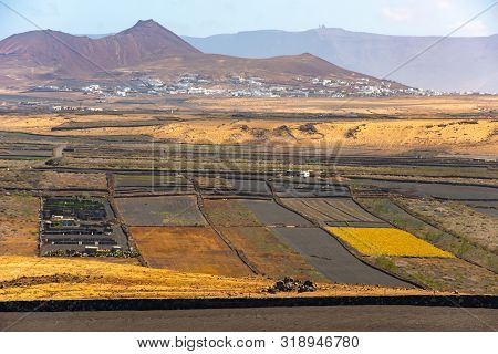 Dry Volcanic Ccultivated Fields Lanzarote Island Spain.
