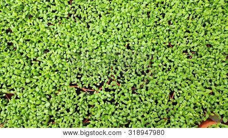 Hemianthus Callitrichoides Plants, It Also Known As Dwarf Baby Tears.