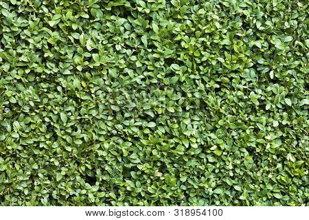 Buxus Sempervirens Detail, Common Box Or Boxwood Background