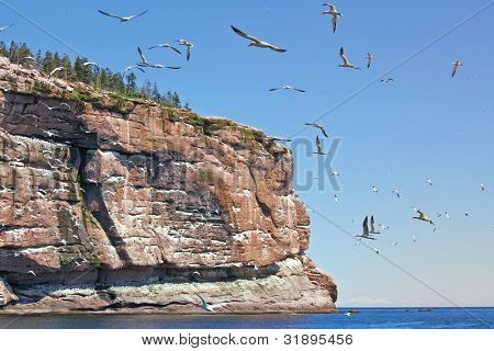 Norden (Morus Bassanus) Zucht Tölpelkolonie ist eine geschützte Umgebung auf Bonaventure Island, G
