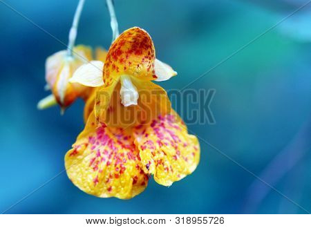 Jewelweed Blossom Macro Closeup In The Wilderness With Blurred Background