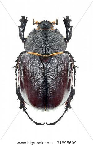 Die Scarabaeus - Mistkäfer isoliert auf weißem Hintergrund.
