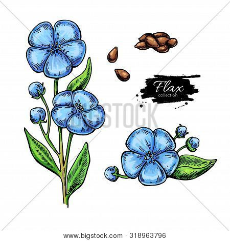 Flax Flower And Seed Vector Superfood Drawing Set.