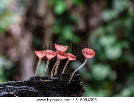 Small Colorful Mushrooms In The Forest Called Red Cup Mushrooms Or Champagne Mushrooms Or Cookeina S